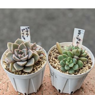 多肉植物　ピンクプリティ　スカーレット　抜き苗(その他)