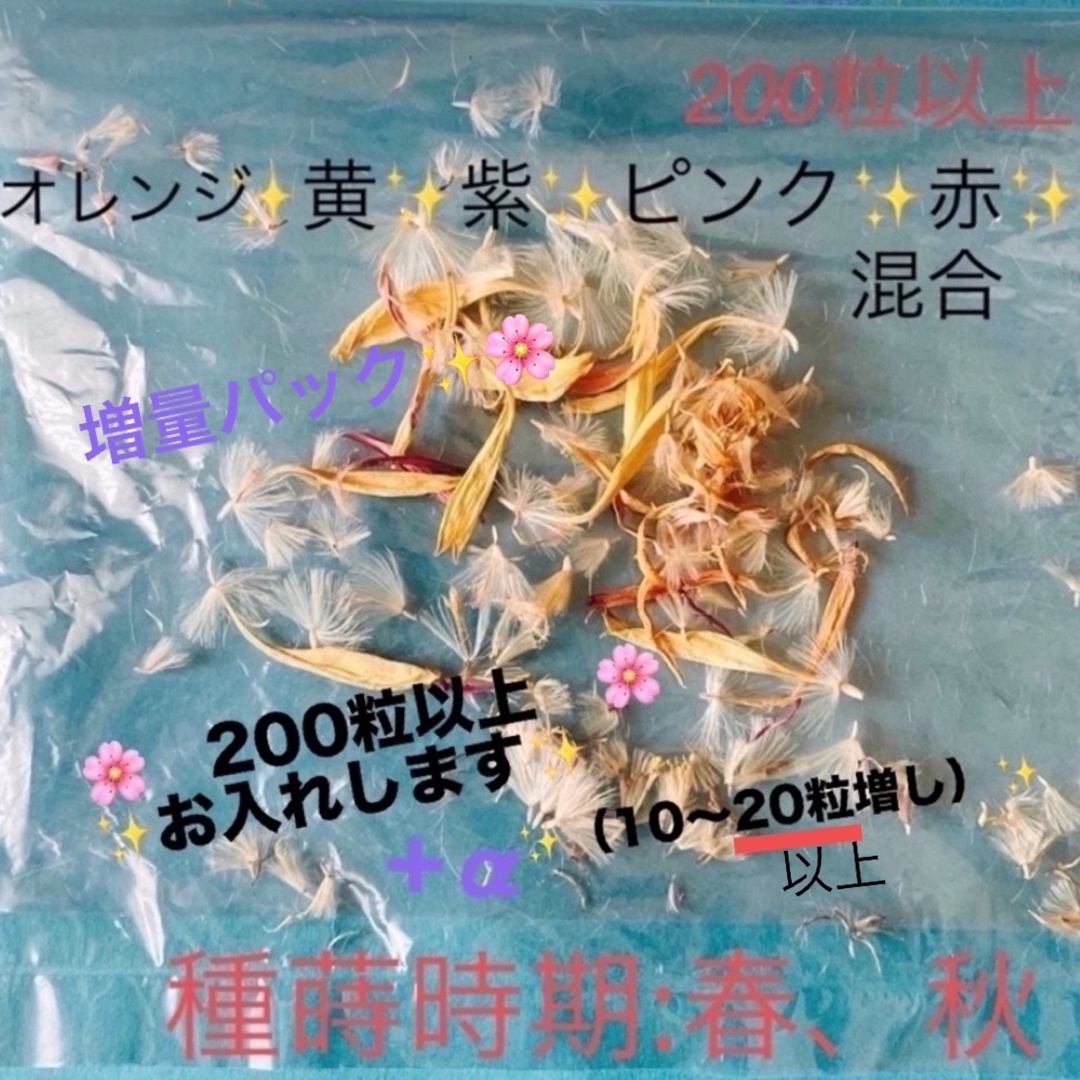 ガーベラ種🌸200粒以上🌸（カラー混合）　　今なら20粒以上お入れできます！ ハンドメイドのフラワー/ガーデン(プランター)の商品写真