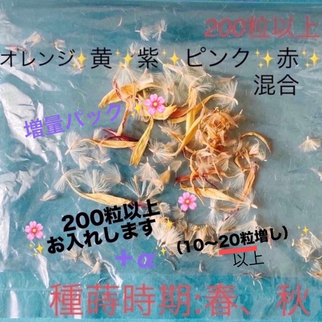 ガーベラ種🌸200粒以上🌸(カラー混合) 今なら20粒以上お入れできます! ハンドメイドのフラワー/ガーデン(プランター)の商品写真