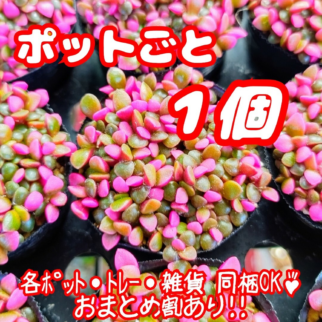 【ポットごと】桜吹雪 多肉植物 アナカンプセロス 紅葉 プレステラ プラ鉢 ハンドメイドのフラワー/ガーデン(その他)の商品写真