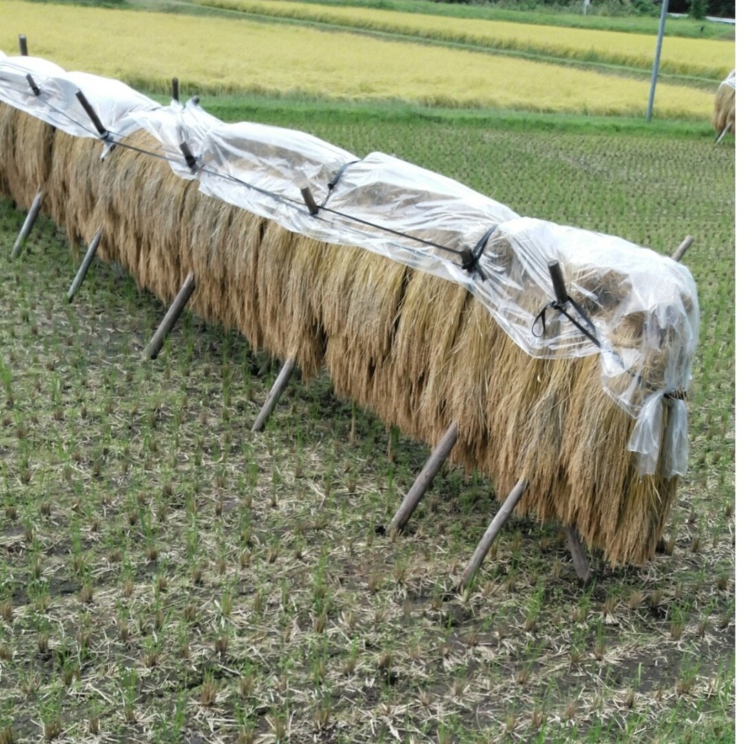 令和2年産栃木県特一等米コシヒカリ玄米30キロ無農薬にて、作ったお米です!!