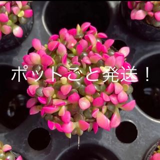 1ポット　ポットごと発送！ 桜吹雪　多肉植物 セダム ③(その他)