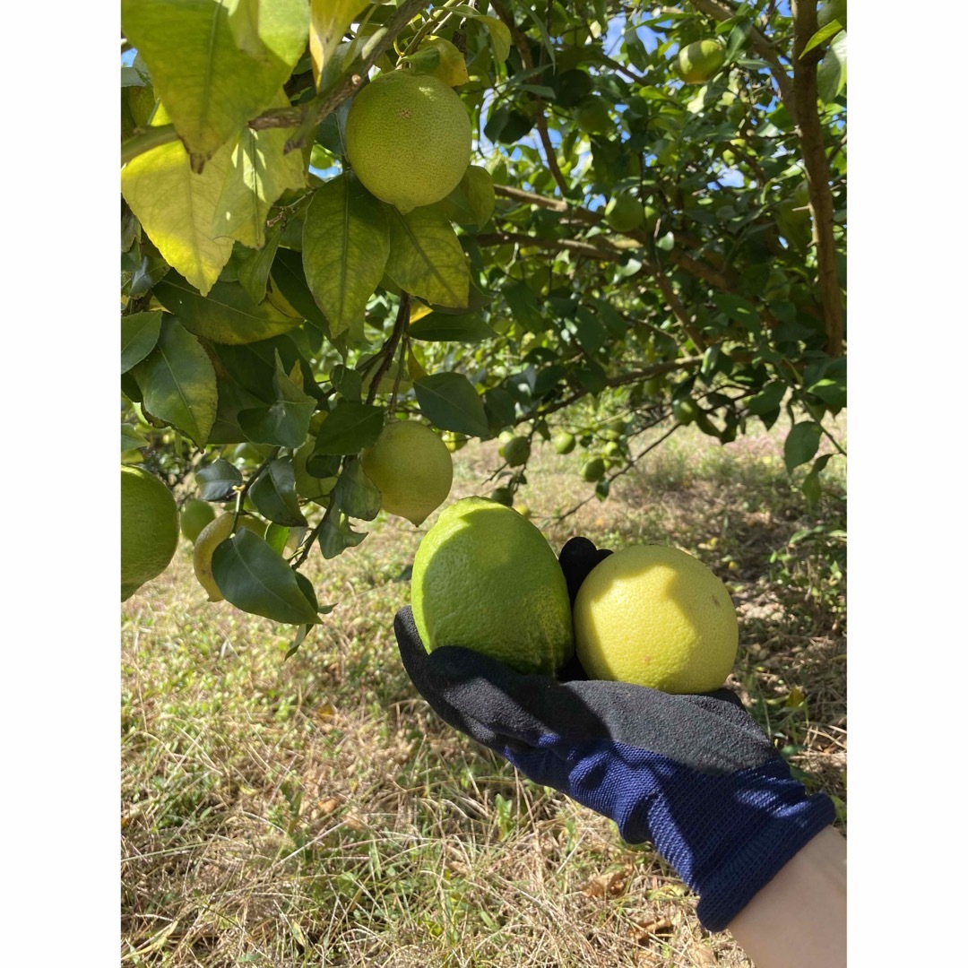 瀬戸内レモン　農家直送　無農薬　防腐剤、除草剤不使用　グリーンレモン　国産レモン 食品/飲料/酒の食品(フルーツ)の商品写真