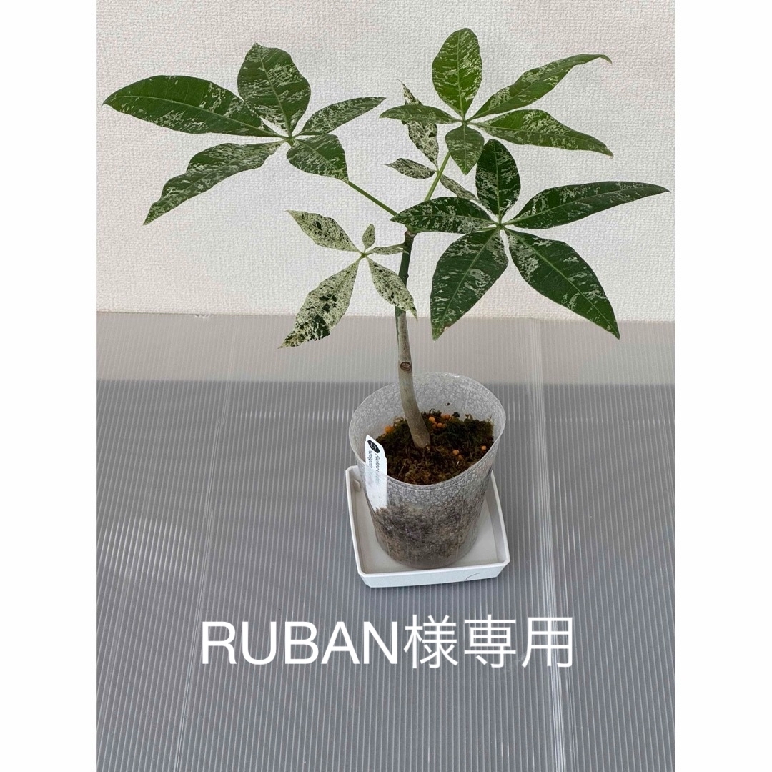 ❣️RUBAN様専用❣️パキラアクアティカ斑入り❣️実生❣️⑩の通販 by