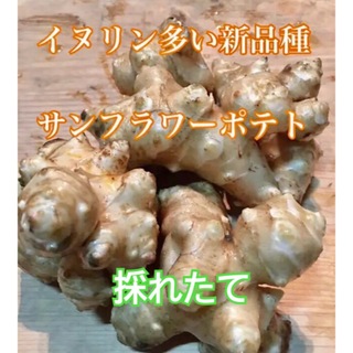 菊芋 サンフラワーポテト 1キロ　イヌリン含有量豊富な新品種　農薬化学肥料なし(野菜)