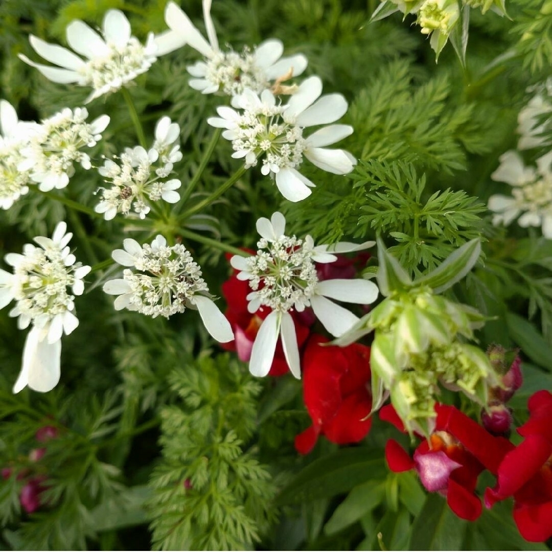 オルレア6苗 お洒落 おまけ付き レースフラワー 薔薇との相性抜群 ガーデニング ハンドメイドのフラワー/ガーデン(その他)の商品写真