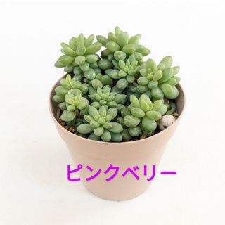 多肉植物　ピンクベリー　苗抜き(その他)