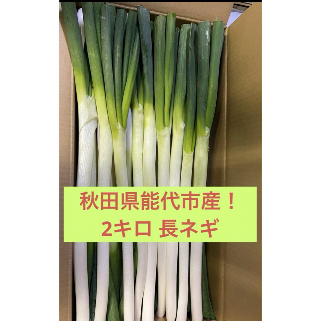 秋田県能代市産！ねぎ　ちょうどいいサイズ　2キロ 食品/飲料/酒の食品(野菜)の商品写真