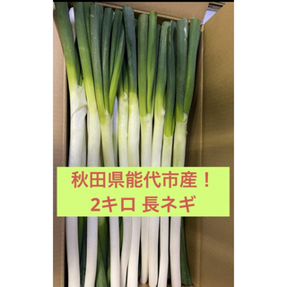 秋田県能代市産！ねぎ　ちょうどいいサイズ　2キロ(野菜)
