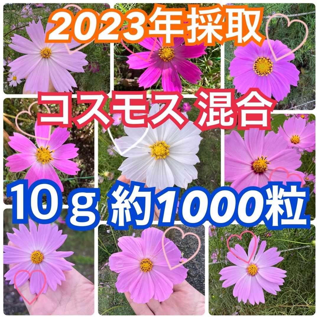 コスモス センセーション 秋桜  種 たね タネ 一年草 ハンドメイドのフラワー/ガーデン(プランター)の商品写真