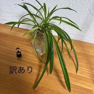 訳あり　3苗　希少　グリーン　オリズルラン 観葉植物　空気洗浄　加湿効果(その他)