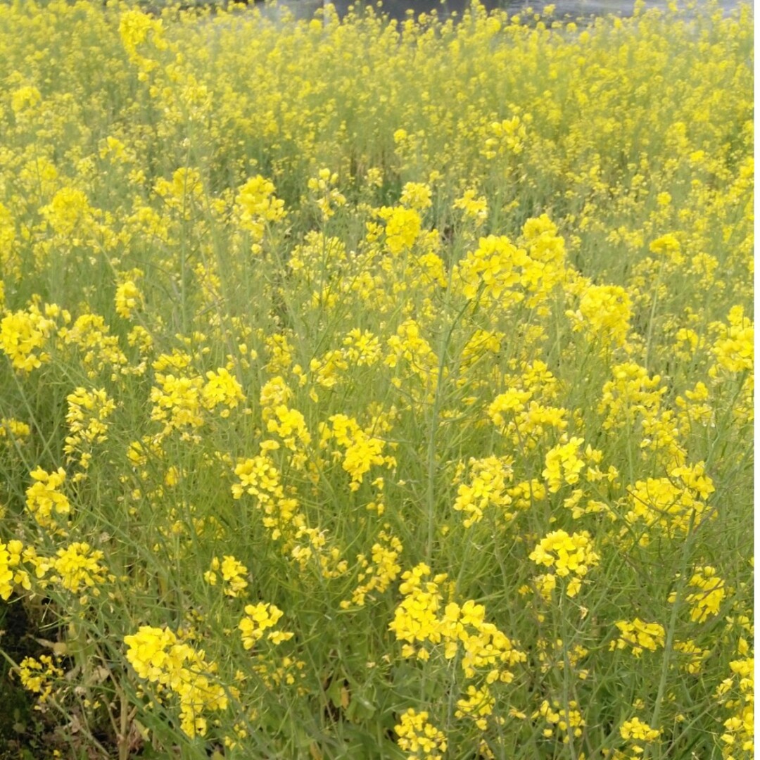 連絡5年産新米30キロ栃木県特一等米コシヒカリ玄米、白米無農薬のお米になります。 食品/飲料/酒の食品(米/穀物)の商品写真