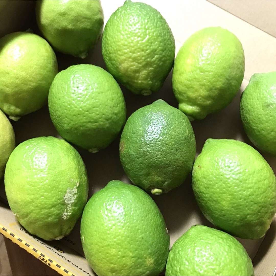 愛媛県産 農薬不使用 グリーンレモン12個 国産レモン 果物 国産 食品/飲料/酒の食品(フルーツ)の商品写真