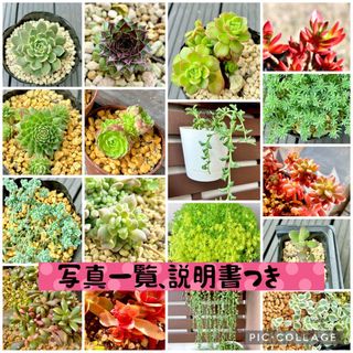 名前一覧　育て方付き　20カット　14種類　1〜2カットずつ　多肉植物　カット苗(その他)