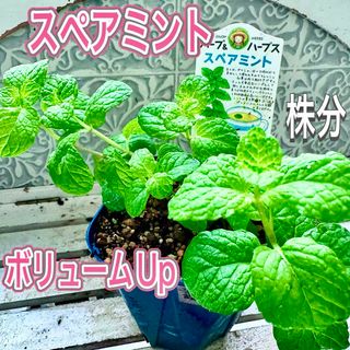 スペアミント　苗　株分け　しっかり茎　丈夫な苗　無農薬　ハーブ　ミント(その他)