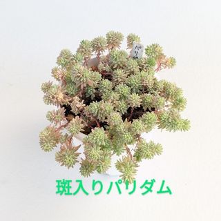 多肉植物　斑入りパリダム　抜き苗(その他)