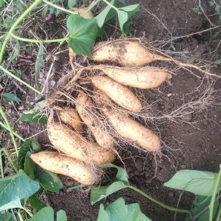 紅キララ３Kg農薬化学肥料不使用さつまいも🍠(野菜)