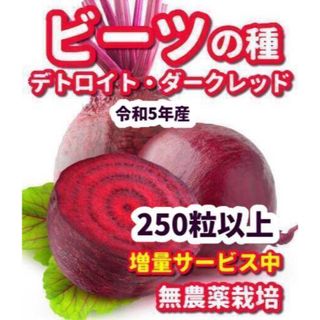 ビーツの種　デトロイトダークレッド【250粒以上】★農薬:栽培期間中不使用の種(野菜)