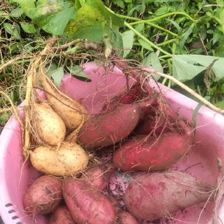 むらさき芋３Kg農薬化学肥料不使用さつまいも🍠(野菜)