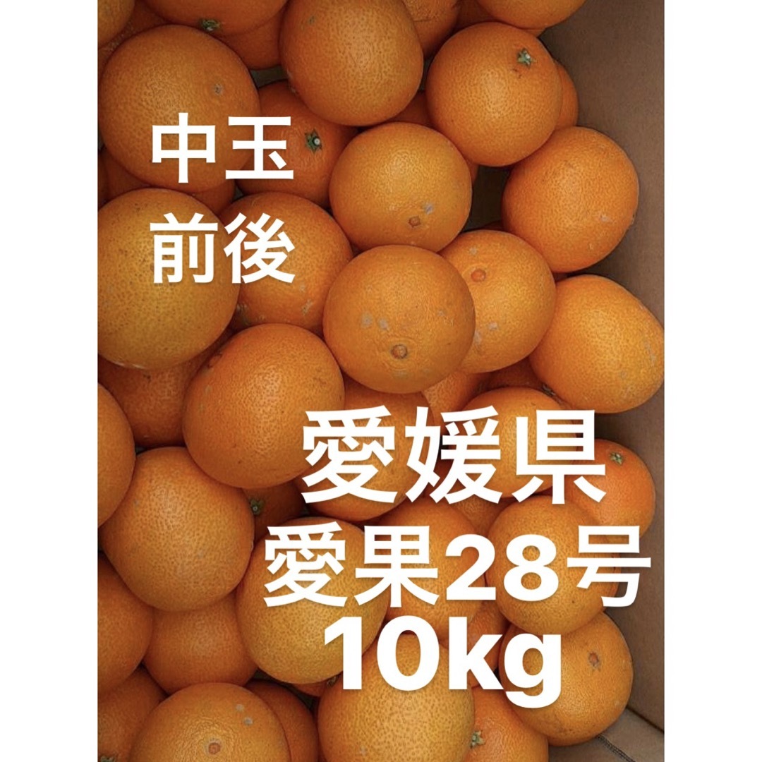 食品/飲料/酒愛媛県産　愛果28号　柑橘　10kg