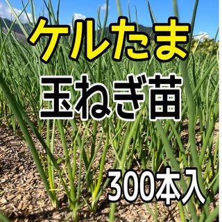 ケル玉玉ねぎ苗300本入‼️ケルセチンが豊富‼️(野菜)