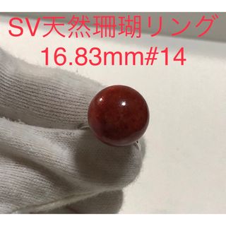 Sv天然珊瑚リング　16.83mm #14(リング(指輪))