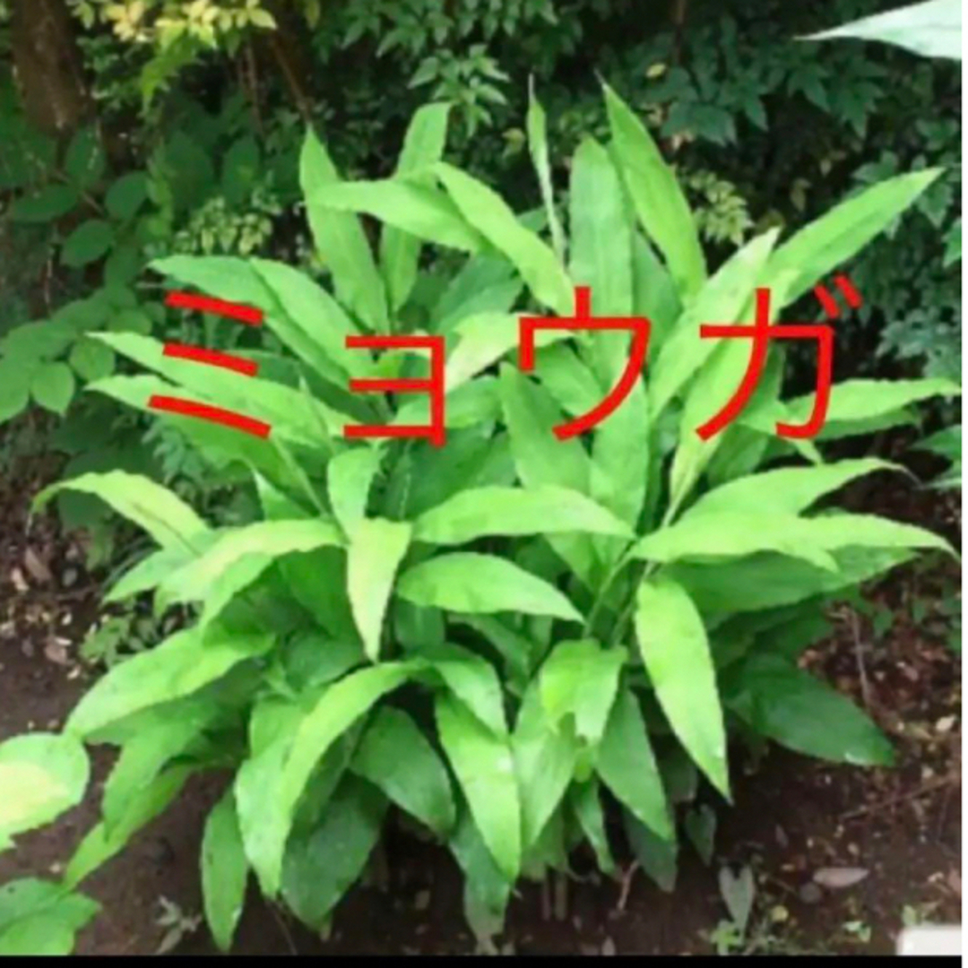 無農薬　みょうが　ミョウガ苗　茗荷の苗300g   ゆうパケットポストいっぱい ハンドメイドのフラワー/ガーデン(プランター)の商品写真