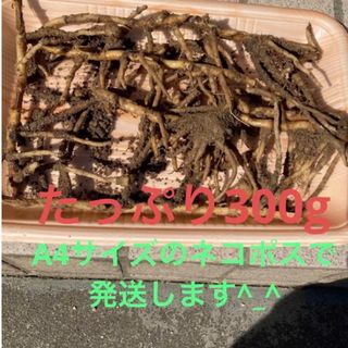 無農薬　みょうが　ミョウガ苗　茗荷の苗300g   ゆうパケットポストいっぱい(プランター)