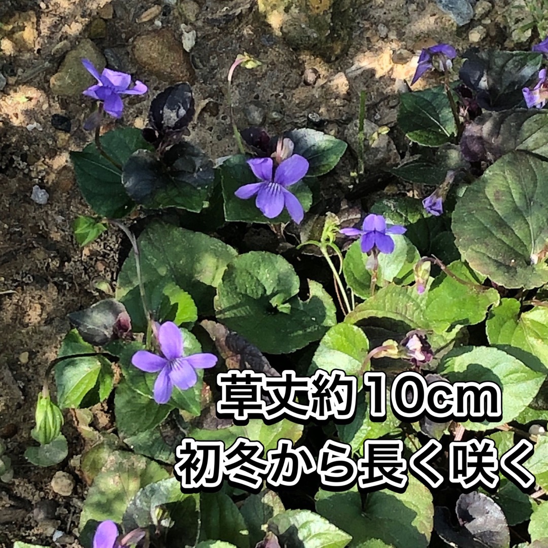 【ラブラドリカ】種子150粒 ハンドメイドのフラワー/ガーデン(その他)の商品写真