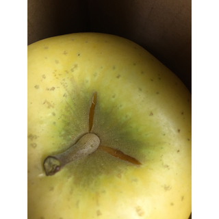 【家庭用】葉とらずりんご シナノゴールド10kg(フルーツ)
