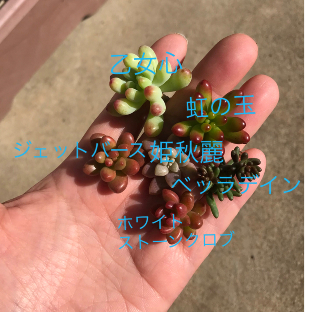 多肉植物 カット苗 つぶつぶセット ハンドメイドのフラワー/ガーデン(その他)の商品写真