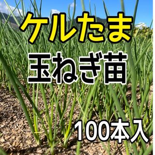 ケル玉玉ねぎ苗(晩生)100本入‼️(野菜)