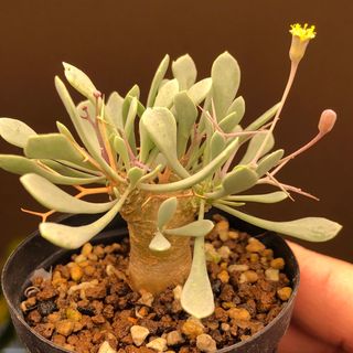 花芽速達付！　ユーフォルビオイデス　オトンナ 多肉植物　塊根植物　実生(その他)