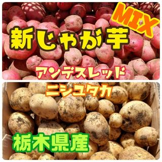 1箱限定❗栃木県産　新じゃが芋 MIX【ニシユタカ・アンデスレッド】約1.3kg(野菜)