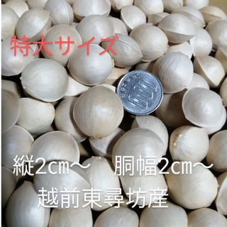 大粒銀杏　特大サイズ　無農薬・無漂白　900g+50gオマケ付き　越前東尋坊産(野菜)