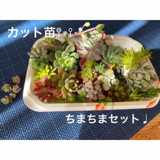 多肉植物ちまちまセット𖤥𖥧𖥣⋆*(その他)