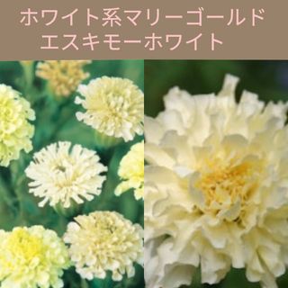 10粒　フリンジ強め　上品なホワイト系マリーゴールド✦エスキモーホワイト✦花の種(その他)