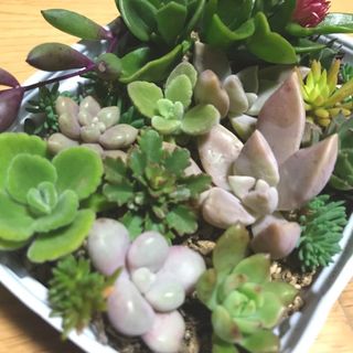 多肉植物 カット苗 寄せ植えセット(その他)