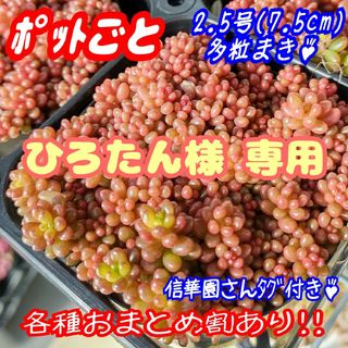 【ポットごと】レッドベリー 多肉植物 セダム 紅葉 プレステラ プラ鉢(その他)