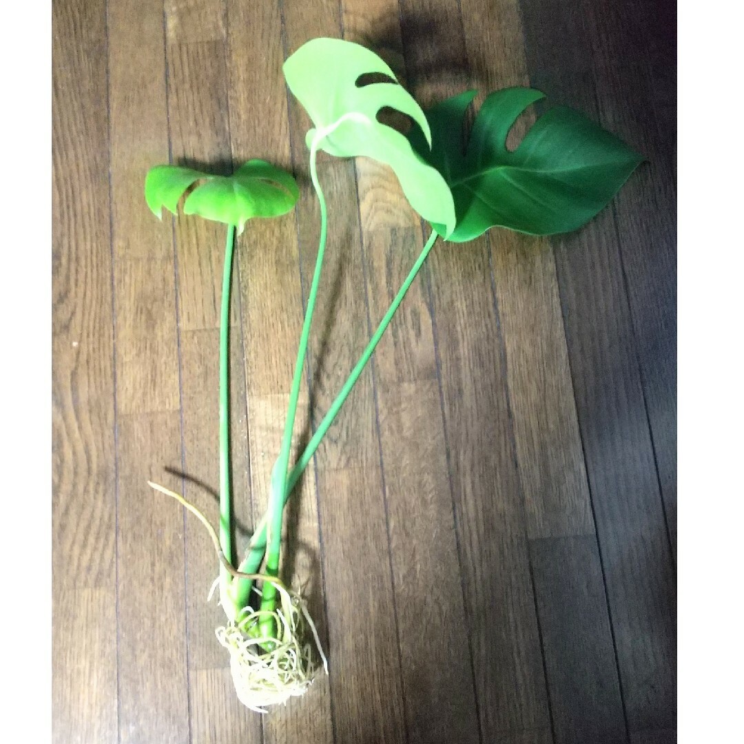 モンステラ　カット苗　観葉植物 ハンドメイドのフラワー/ガーデン(その他)の商品写真