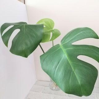 モンステラ　カット苗　観葉植物(その他)