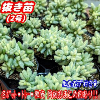 レア♪【抜き苗】雷童錦 デロスペルマ 多肉植物 プレステラ プラ鉢(その他)