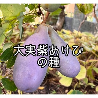 大実紫あけびの種  20粒(フルーツ)