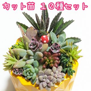 カット苗 １０種セット(その他)