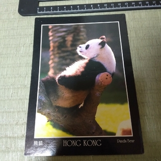 香港 ジャイアントパンダ ポストカード(印刷物)