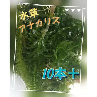 アナカリス 10本＋ 水草(アクアリウム)