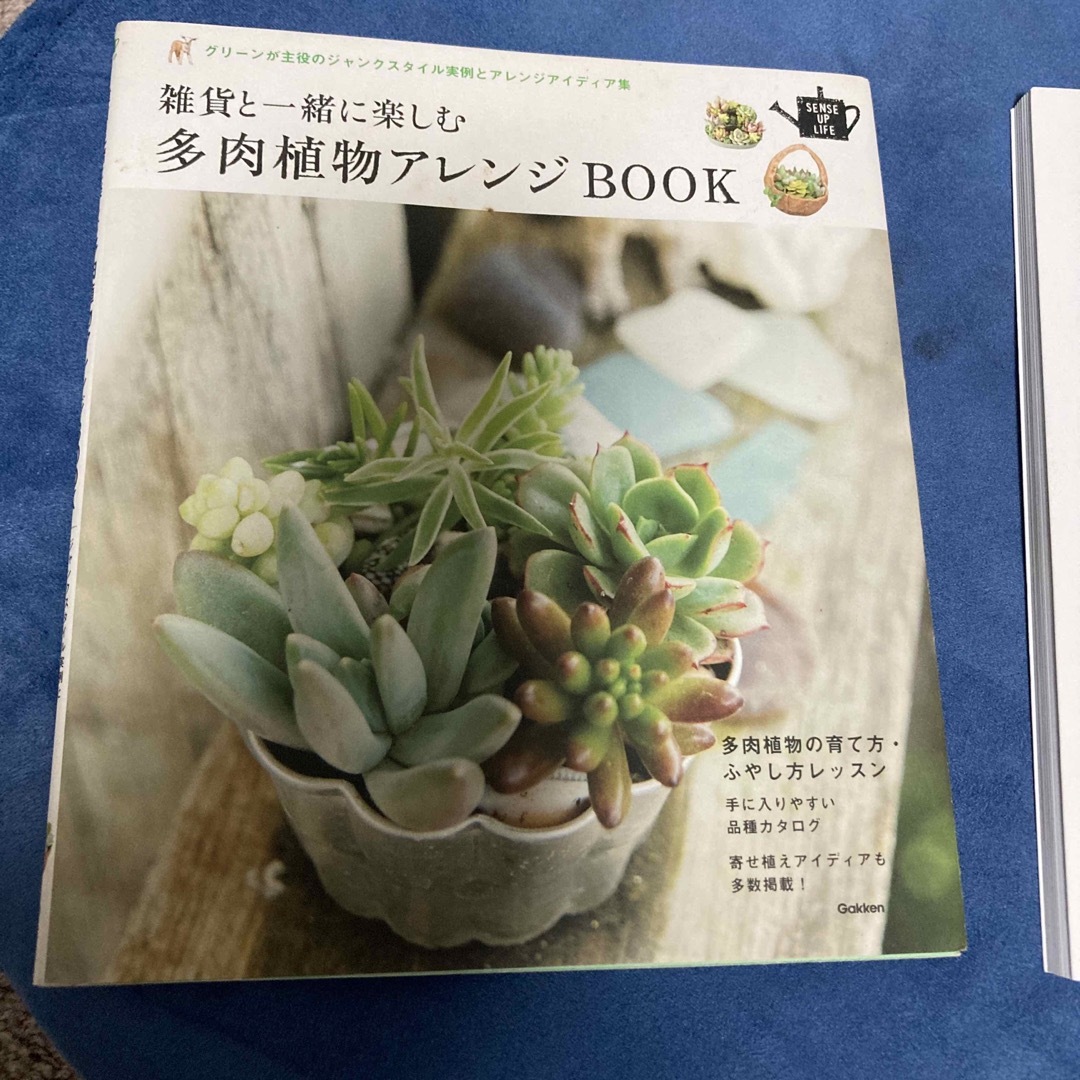 はじめての多肉植物ライフ。雑貨と一緒に楽しむ多肉植物アレンジBOOK エンタメ/ホビーの本(趣味/スポーツ/実用)の商品写真