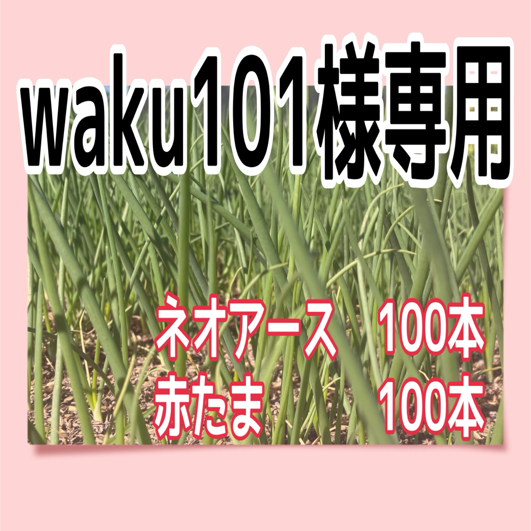 waku101様専用 食品/飲料/酒の食品(野菜)の商品写真