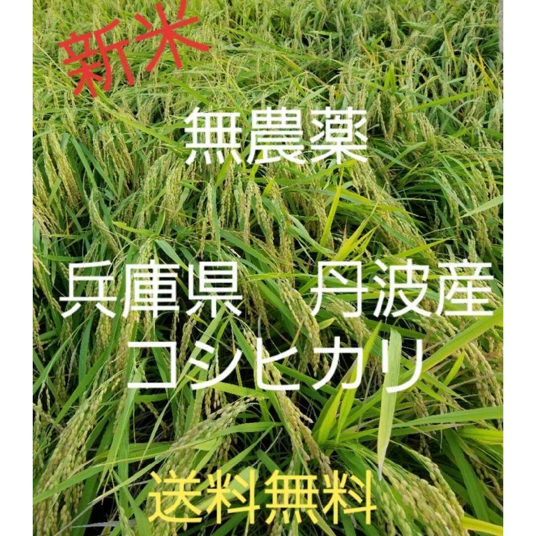 令和5年　兵庫県丹波産 農薬、除草剤不使用　新米コシヒカリ20キロ 食品/飲料/酒の食品(米/穀物)の商品写真