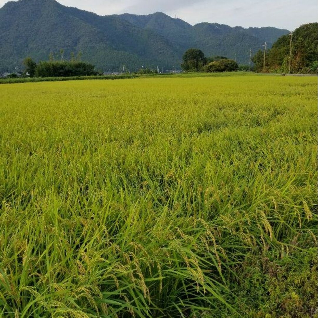 令和5年　兵庫県丹波産 農薬、除草剤不使用　新米コシヒカリ20キロ 食品/飲料/酒の食品(米/穀物)の商品写真